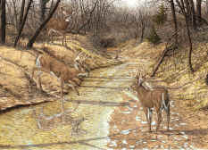 G'Cl'ee - "A Season of Lasting Memories" by Wildlife Artist Larry Anderson