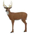 Pinnacle Medium Deer