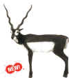 MCKENZIE XTREME SERIES BLACK BUCK TARGET