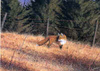 "Daybreak Fox" by Larry Anderson