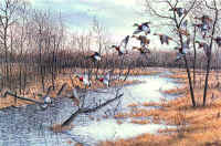 "Mid Iowa Mallards"  by Larry Anderson